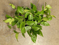 6" Hoya Black Margin